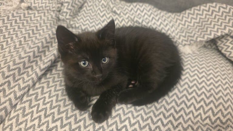 Ragdoll Kittens For Sale