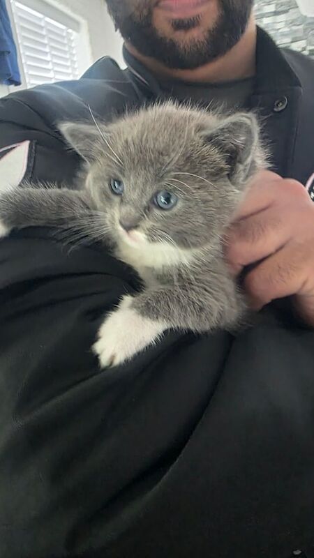 Ragdoll kittens for sale in Manchester, Greater Manchester – 8 weeks old - Image 2 of 3