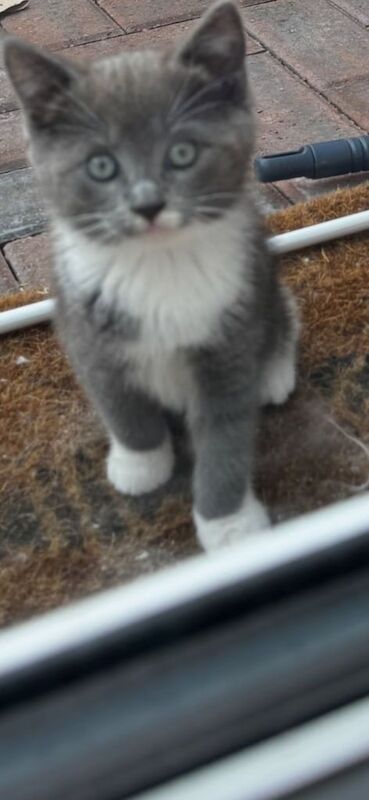 Ragdoll kittens for sale in Manchester, Greater Manchester – 8 weeks old - Image 3 of 3