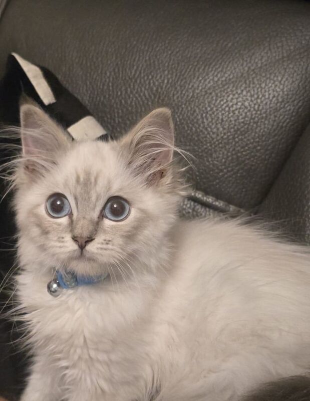 Ragdoll kittens for sale in Blaenau Gwent, Gwent – 6 months old