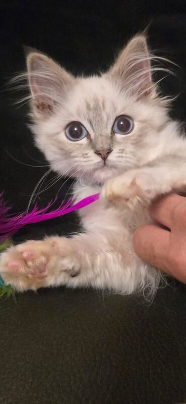 Ragdoll kittens for sale in Blaenau Gwent, Gwent – 6 months old - Image 3 of 3