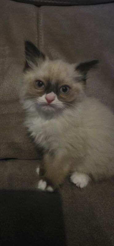 Ragdoll kittens for sale in Patchway, Gloucestershire – 11 weeks old