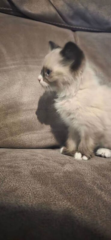 Ragdoll kittens for sale in Patchway, Gloucestershire – 11 weeks old - Image 2 of 4
