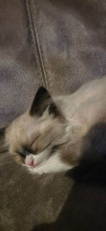 Ragdoll kittens for sale in Patchway, Gloucestershire – 11 weeks old - Image 3 of 4