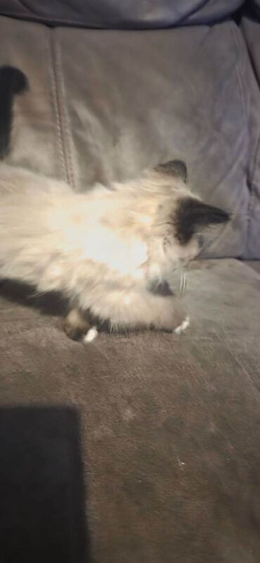 Ragdoll kittens for sale in Patchway, Gloucestershire – 11 weeks old - Image 4 of 4