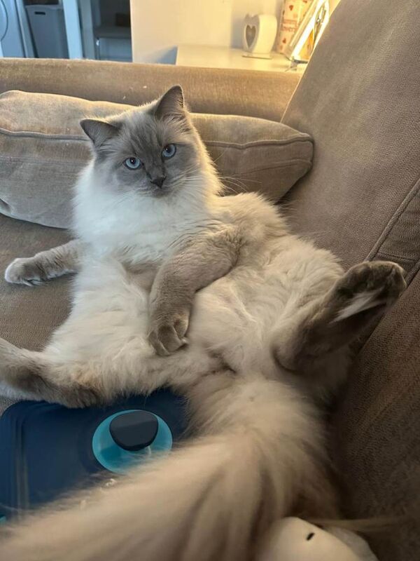 Ragdoll for sale - Image 2 of 2