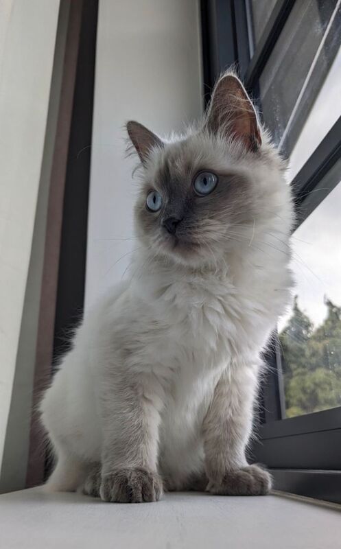 Ragdoll Kittens For Sale