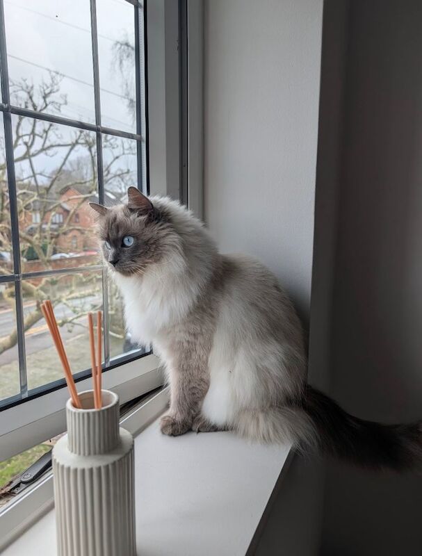 Ragdoll girl - 2 yrs old - happy, calm and well behaved - Image 2 of 2