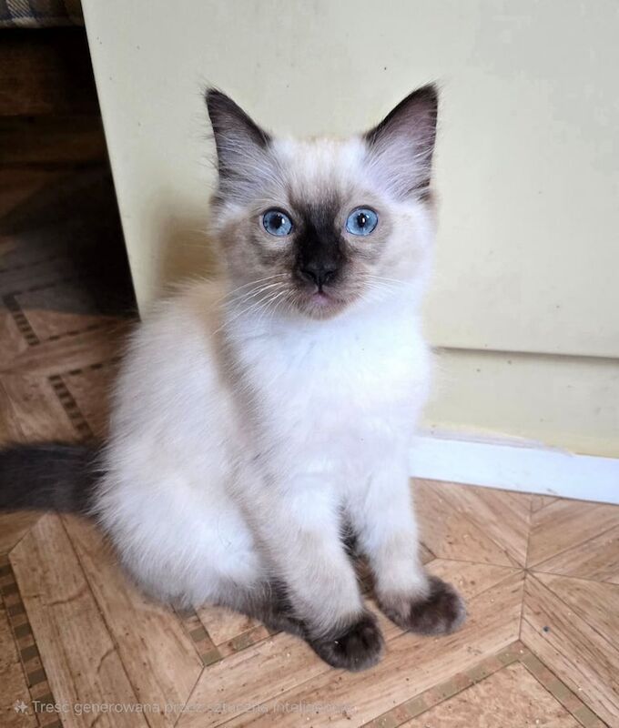 Ragdoll kittens for sale in Blackburn, Lancashire – 3 months old