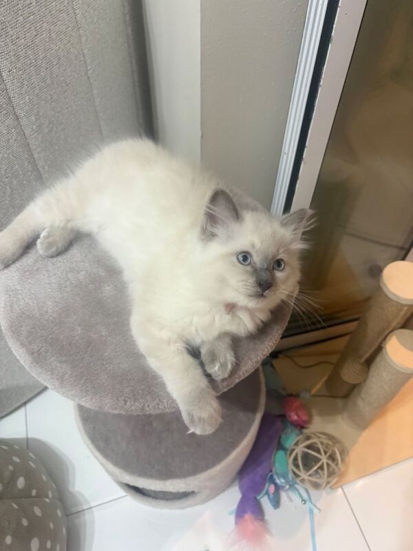 Ragdoll grey point female kitten