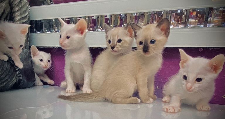 Ragdoll kitens
