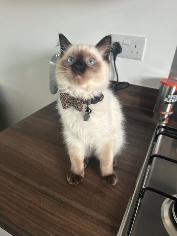 Ragdoll kitten for sale in Shirley, West Midlands