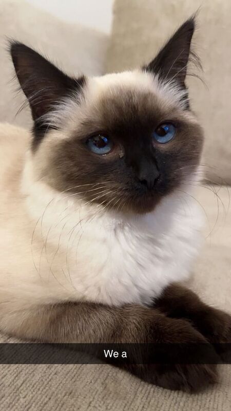 Ragdoll kitten for sale in Earl's Court, Greater London