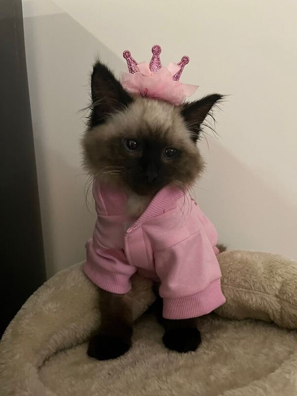 Ragdoll kitten for sale in Earl's Court, Greater London - Image 2