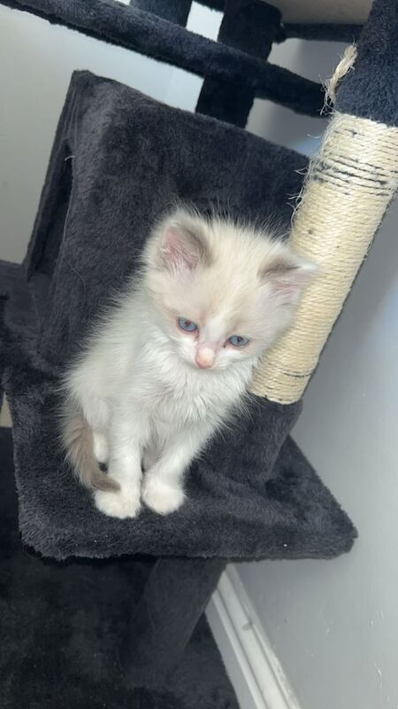 Ragdoll Kitten for sale in Cardonald, City of Glasgow