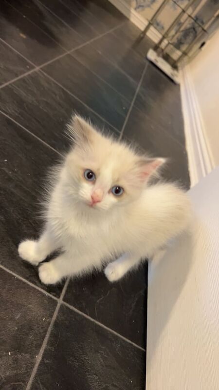 Ragdoll Kitten for sale in Cardonald, City of Glasgow | Image 2