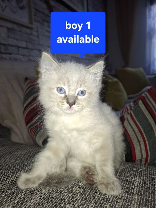 Ragdoll kitten for sale in Sighthill, City of Edinburgh