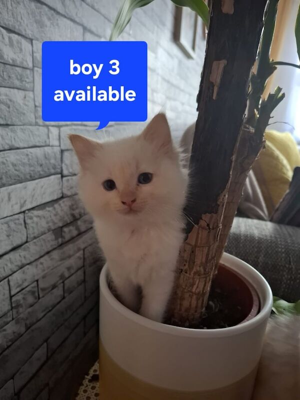 Ragdoll kitten for sale in Sighthill, City of Edinburgh - Image 2