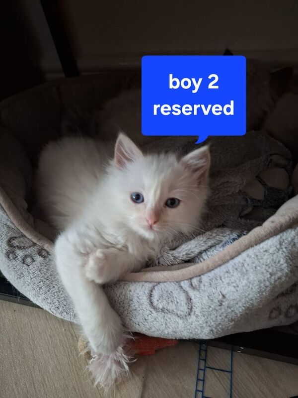 Ragdoll kitten for sale in Sighthill, City of Edinburgh - Image 3
