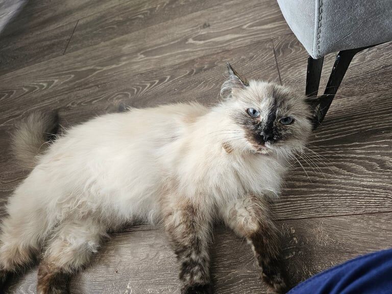Ragdoll kitten for sale in Royston, South Yorkshire