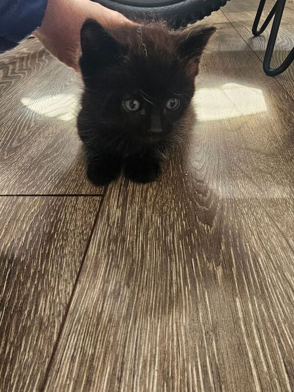 Ragdoll kitten for sale in Royston, South Yorkshire - Image 3