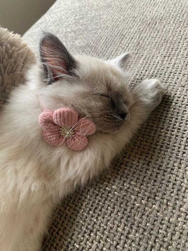 Ragdoll Kitten for sale in Brierfield, Lancashire