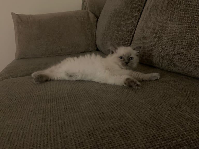 Ragdoll Kitten for sale in Brierfield, Lancashire | Image 2