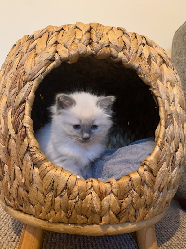 Ragdoll Kitten for sale in Brierfield, Lancashire | Image 3