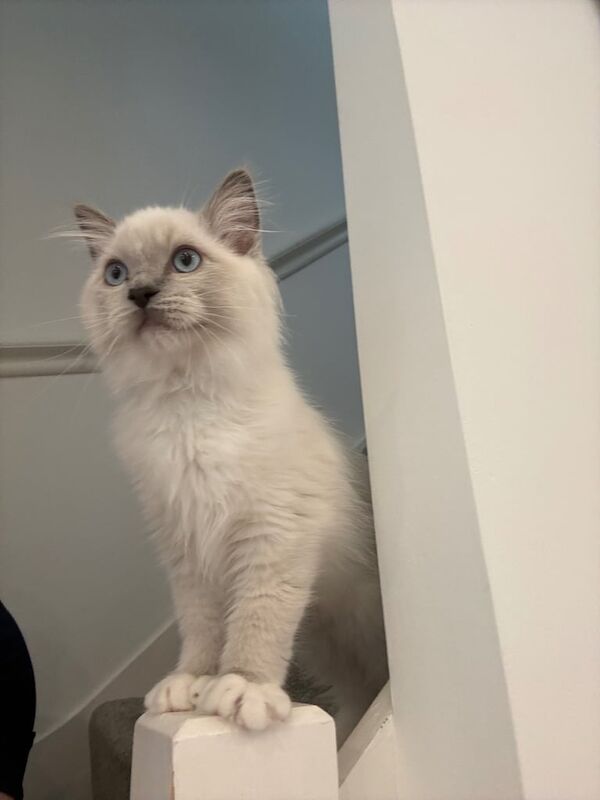 Ragdoll kittens for sale in Salford, Greater Manchester – 10 weeks old