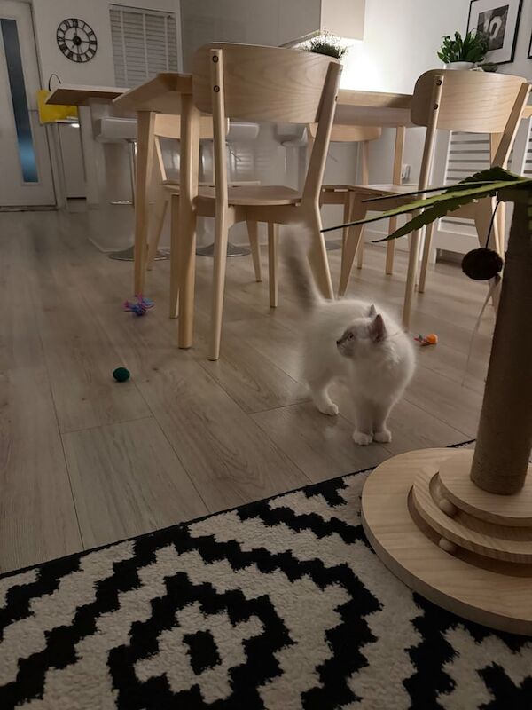 Ragdoll kittens for sale in Salford, Greater Manchester – 10 weeks old - Image 2 of 3
