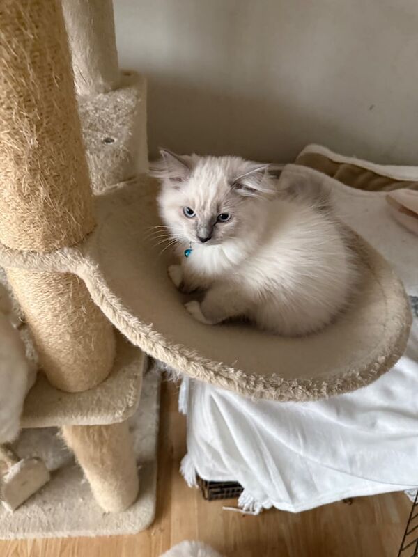 Ragdoll kittens for sale in Salford, Greater Manchester – 10 weeks old - Image 3 of 3