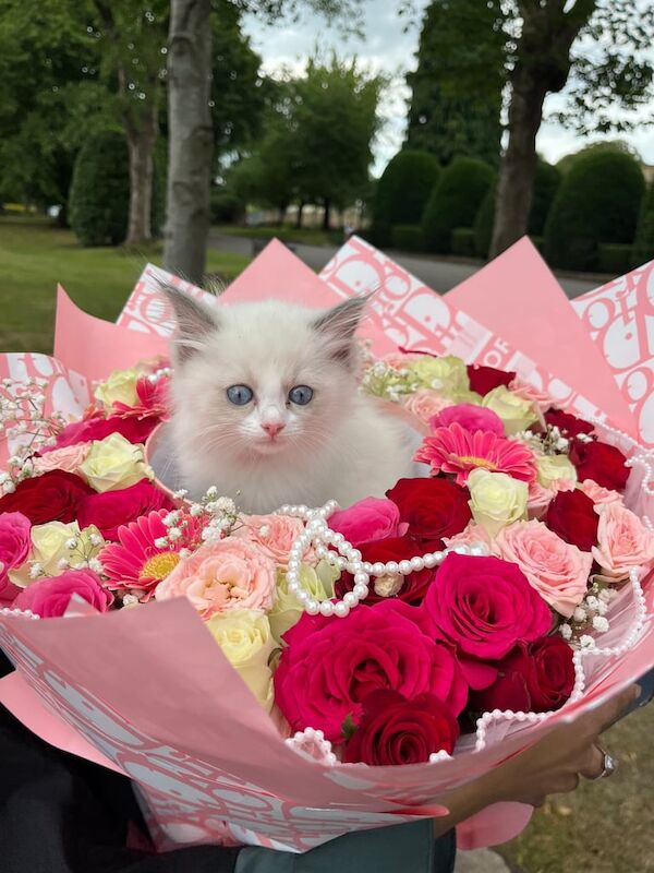 Ragdoll kittens for sale in Bradford, West Yorkshire – 10 weeks old - Image 2 of 3