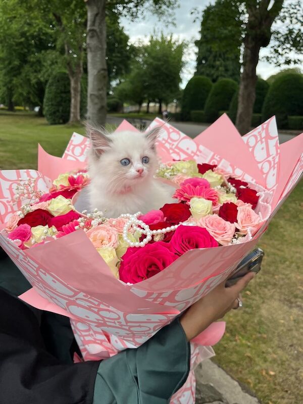 Ragdoll kittens for sale in Bradford, West Yorkshire – 10 weeks old - Image 3 of 3