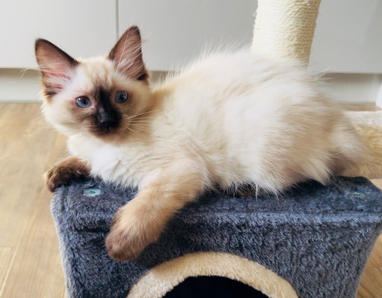 Ragdoll kittens for sale in Mitcham, Greater London – 3 months old