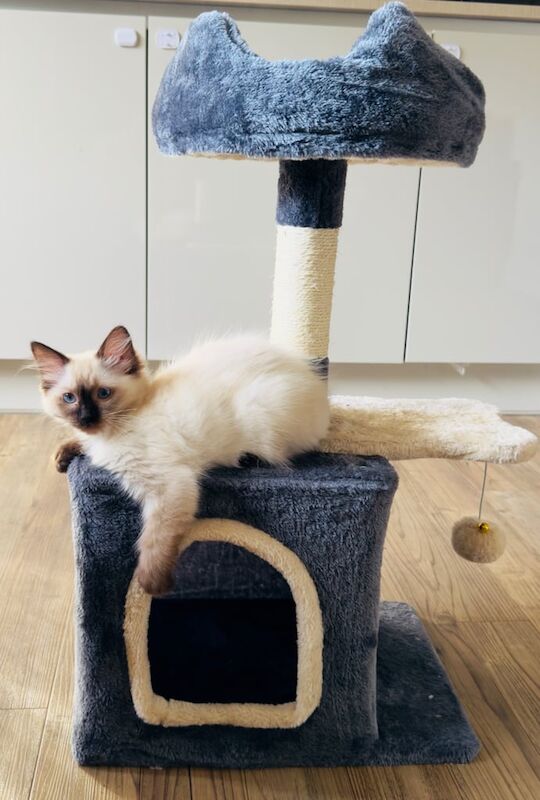 Ragdoll kittens for sale in Mitcham, Greater London – 3 months old - Image 2 of 3