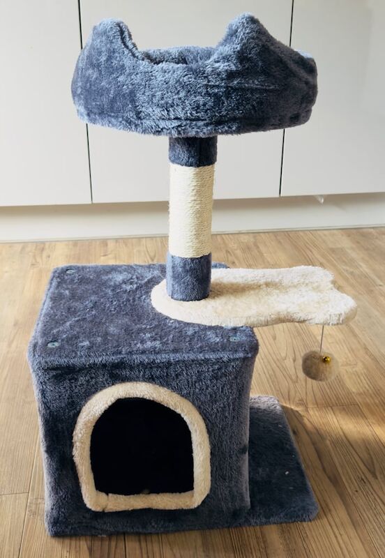 Ragdoll kittens for sale in Mitcham, Greater London – 3 months old - Image 3 of 3
