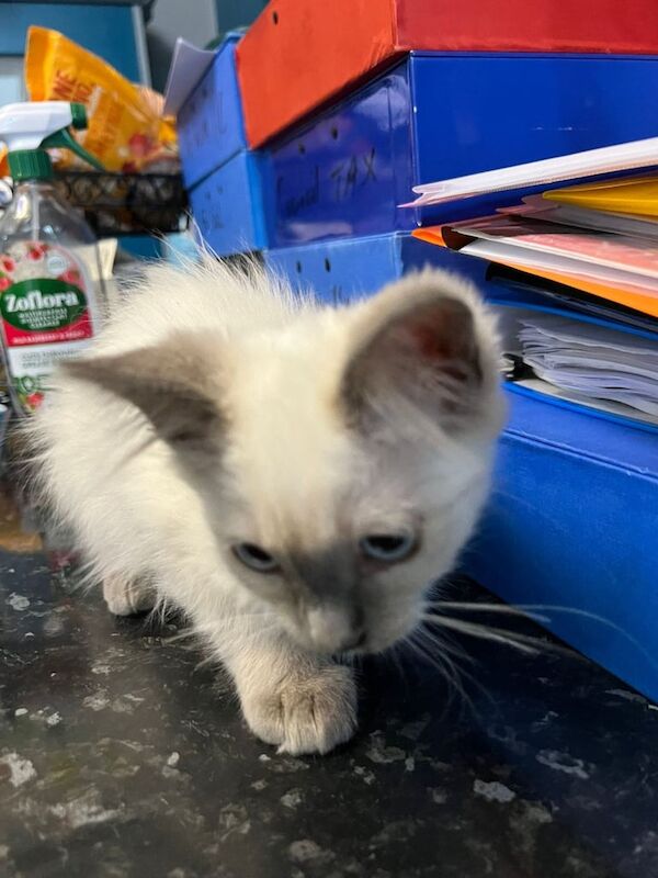 Ragdoll kittens for sale in Luton, Bedfordshire – 11 weeks old