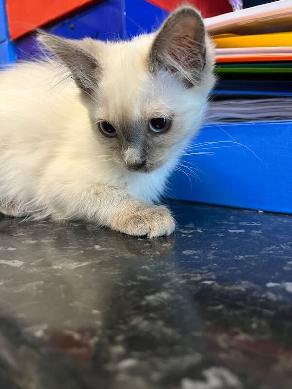 Ragdoll kittens for sale in Luton, Bedfordshire – 11 weeks old - Image 3 of 3