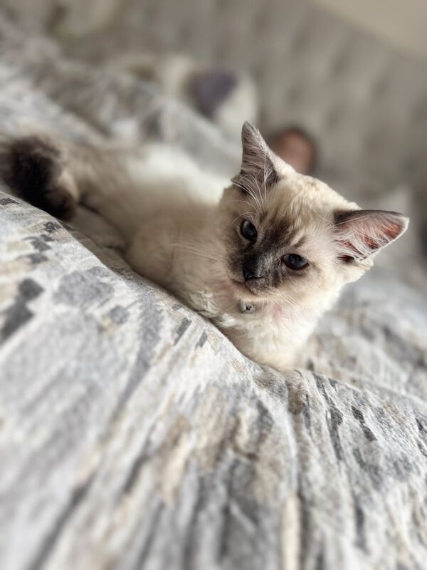 Ragdoll kittens for sale in Stoke-on-Trent, Staffordshire – 4 months old