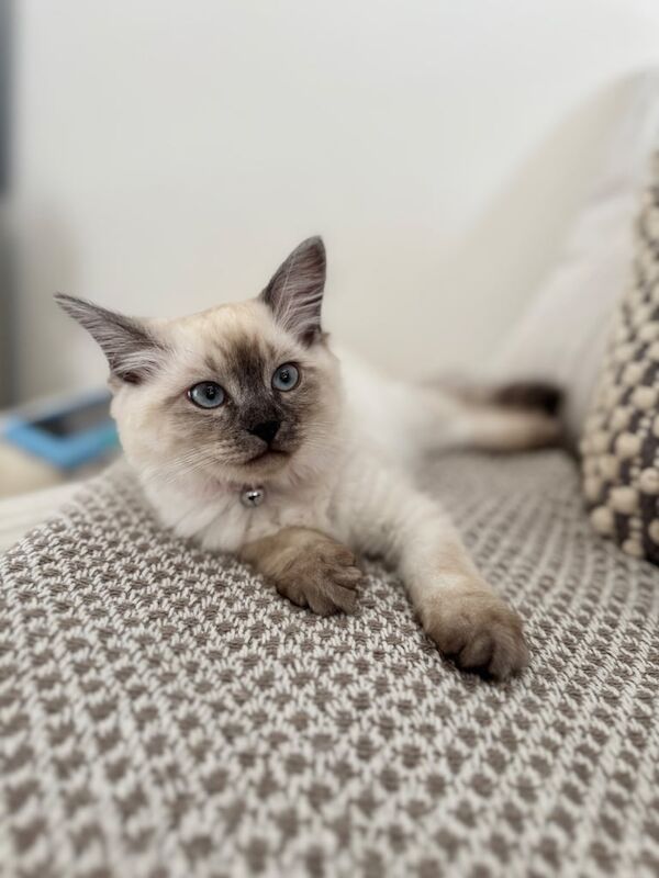 Ragdoll kittens for sale in Stoke-on-Trent, Staffordshire – 4 months old - Image 2 of 3
