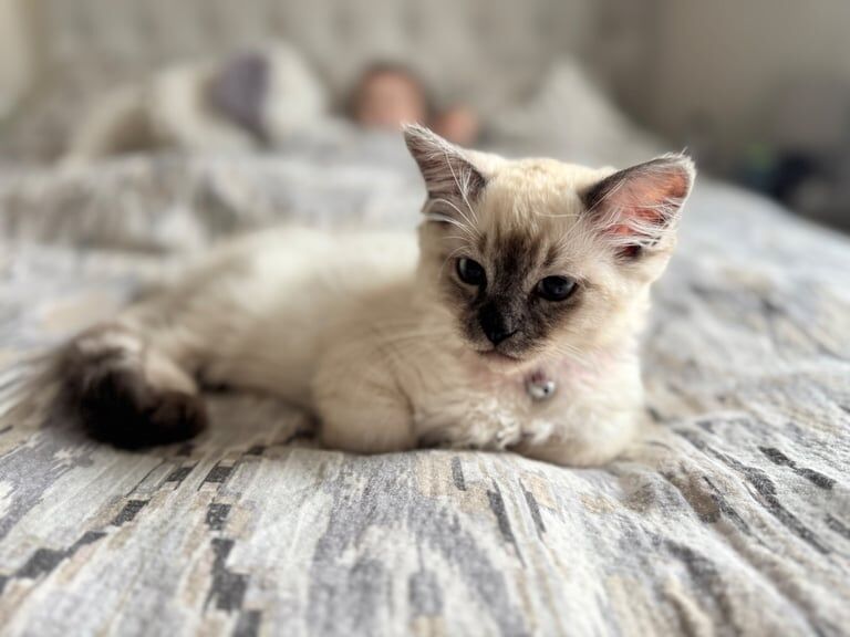 Ragdoll kittens for sale in Stoke-on-Trent, Staffordshire – 4 months old - Image 3 of 3