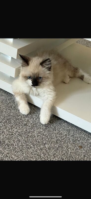 Ragdoll kittens for sale in Horsham, West Sussex – 3 months old