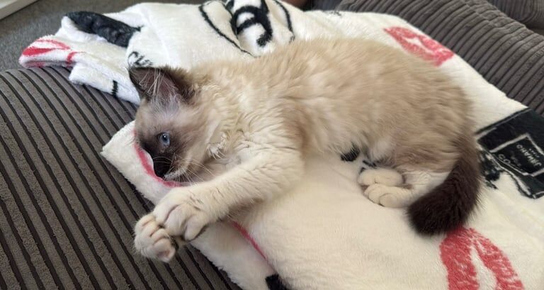 Ragdoll kittens for sale in Horsham, West Sussex – 3 months old - Image 3 of 3
