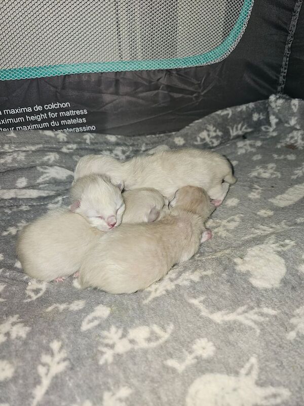 Ragdoll kittens for sale in Coatbridge, Lanarkshire – 2 weeks old - Image 2 of 3