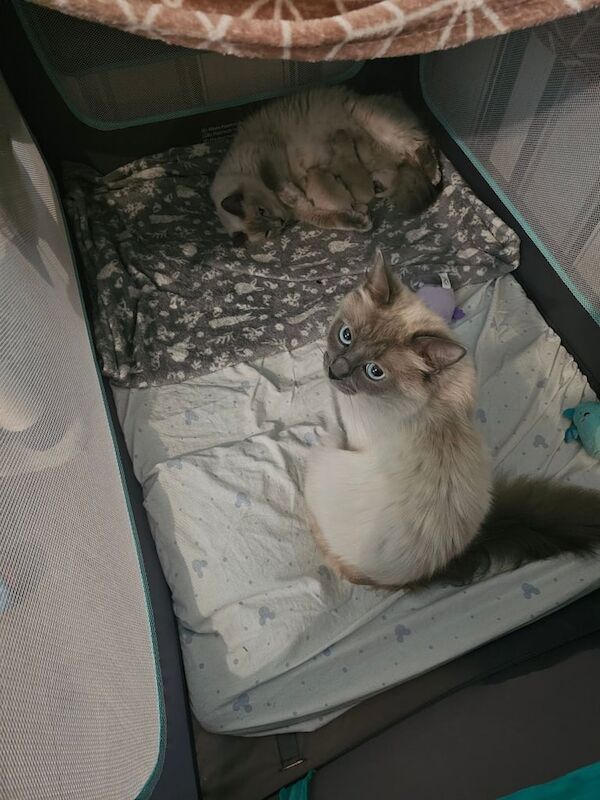 Ragdoll kittens for sale in Coatbridge, Lanarkshire – 2 weeks old - Image 3 of 3
