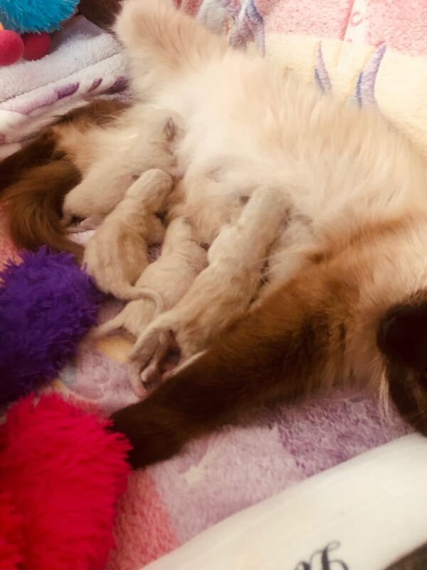 Ragdoll kittens for sale in Liverpool, Merseyside – 6 days old - Image 2 of 3