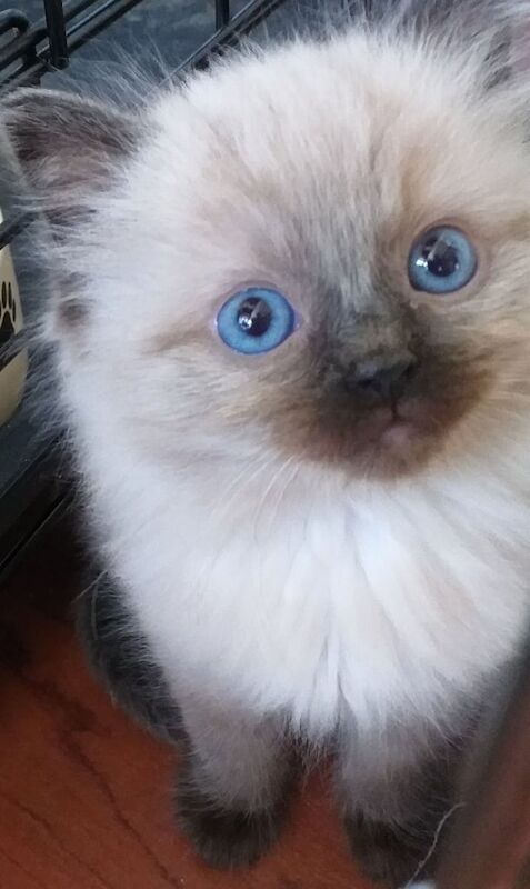 Ragdoll kittens for sale in Sheffield, South Yorkshire – 10 weeks old