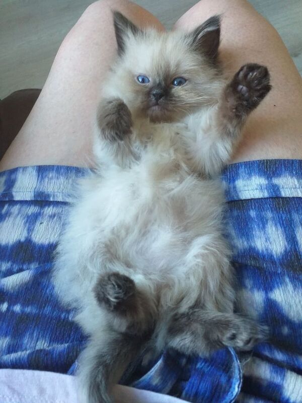 Ragdoll kittens for sale in Sheffield, South Yorkshire – 10 weeks old - Image 2 of 3