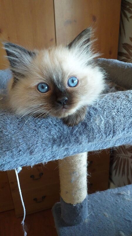 Ragdoll kittens for sale in Sheffield, South Yorkshire – 10 weeks old - Image 3 of 3