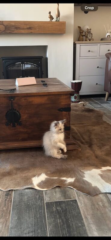 Ragdoll kittens for sale in Willington, Durham – 10 weeks old